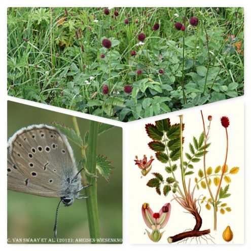 wiesenknopfcollage